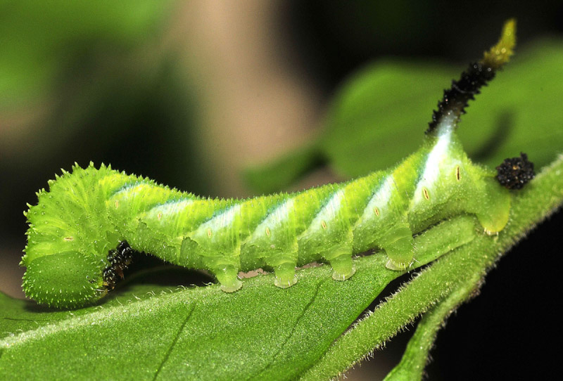 Acherontia atropos a buon fine